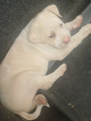 dogo argentino