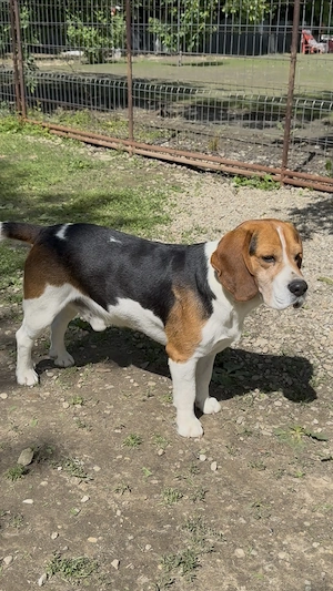 Beagle. Cei mai minunati.  - imagine 5