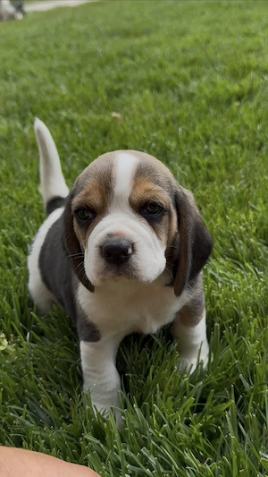 Beagle. Cei mai minunati.  - imagine 2