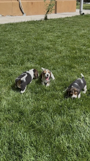 Beagle. Cei mai minunati.  - imagine 4