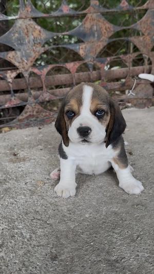 Beagle. Cei mai minunati. 