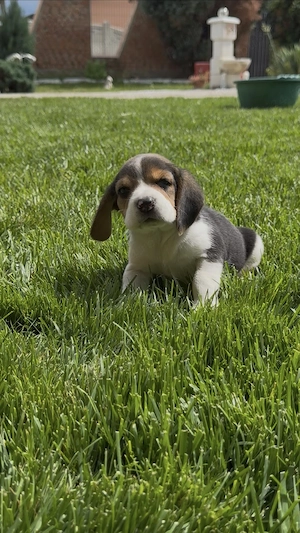 Beagle. Cei mai minunati.  - imagine 3