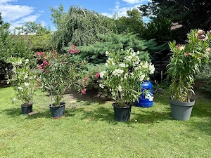 plante exotice leandru maslin aloe
