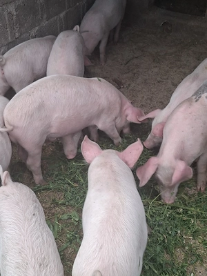 Purcei Landrace