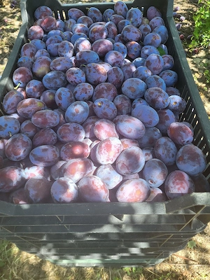 Vand prune din livada proprie,gustoase,mari pentru consum,compot,magiun sau borhot.