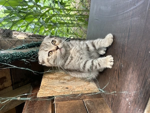 Pui pisic Scottish fold 3 luni - imagine 3