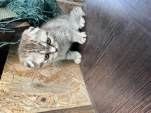 Pui pisic Scottish fold 3 luni