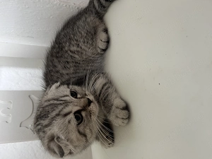 Pui Scottish Fold 3 luni - imagine 2