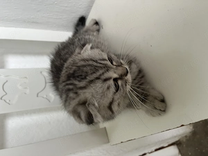 Pui Scottish Fold 3 luni - imagine 3