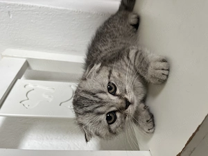 Pui Scottish Fold 3 luni