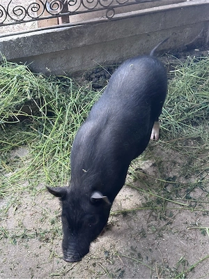 vierus vietnamez