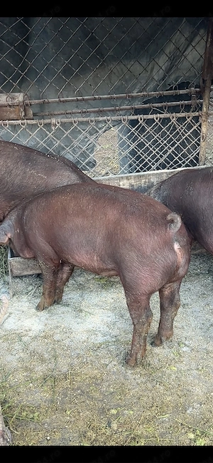 scrofite duroc pur - imagine 5
