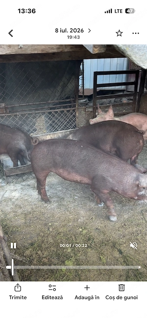 scrofite duroc pur - imagine 2