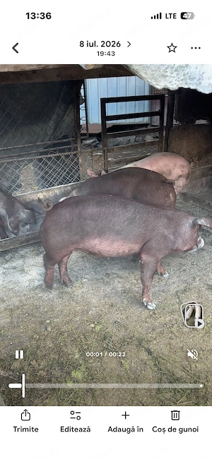 scrofite duroc pur