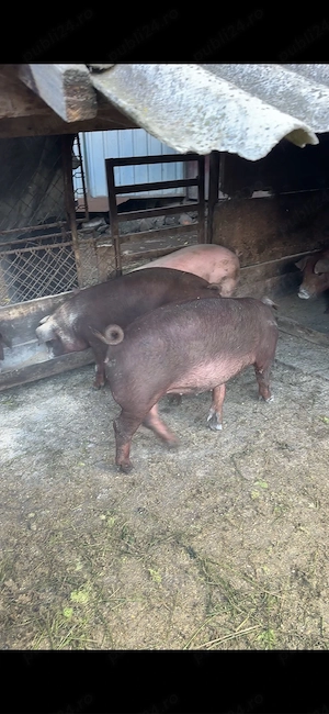 scrofite duroc pur - imagine 3