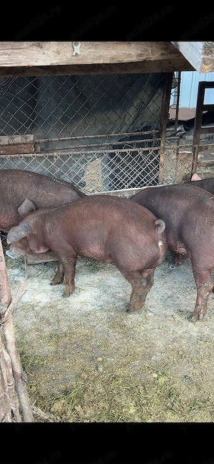 scrofite duroc pur - imagine 4