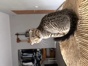 Pisicuța Scottish fold - imagine 4