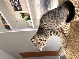 Pisicuța Scottish fold - imagine 3