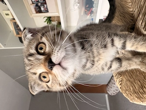 Pisicuța Scottish fold - imagine 2