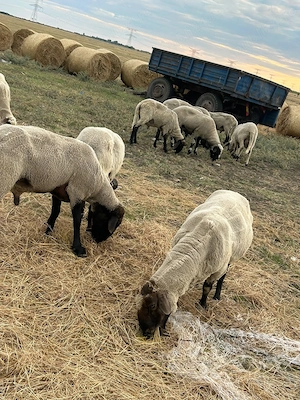 vand berbec pentru mai multe detalii la nr afisat in descriere