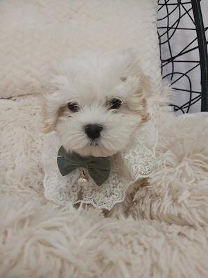 bichon maltez adorabil