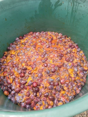Vand borhot de prune