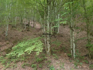Teren in Bulzestii de Sus 2451mp
