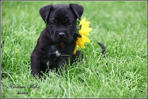 Pui Cane Corso disponibili!     