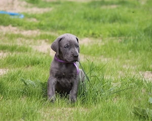 Pui Cane Corso disponibili!      - imagine 4