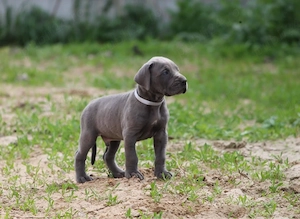 Pui Cane Corso disponibili!      - imagine 3