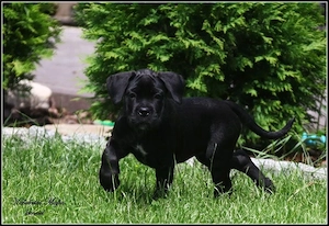 Pui Cane Corso disponibili!      - imagine 2