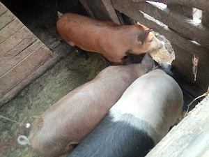 vand porci casa 