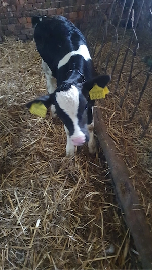 Vitelusa si tauras holstein - imagine 2