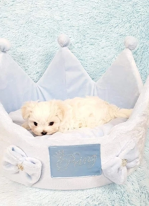 pui bichon maltese mini toy  - imagine 2