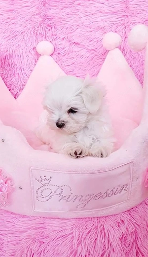 pui bichon maltese mini toy 