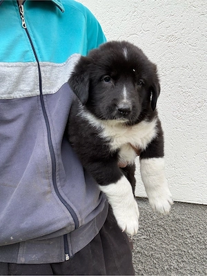 Catei ciobanesc de bucovina 