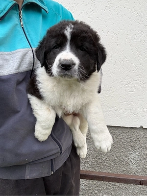 Catei ciobanesc de bucovina 