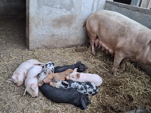 Purcei de vanzare landrace+petrain
