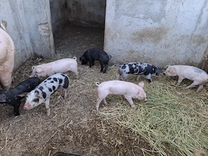 Purcei de vanzare landrace+petrain - imagine 3