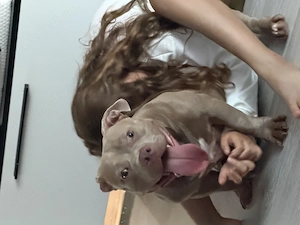 Vând American bully  - imagine 2