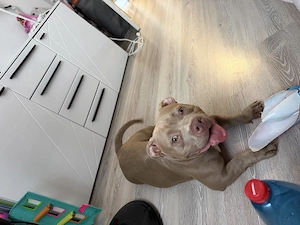 Vând American bully 