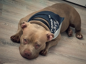 Vând American bully  - imagine 3