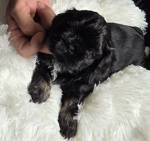Shihtzu puiuți cu pedigree  - imagine 2