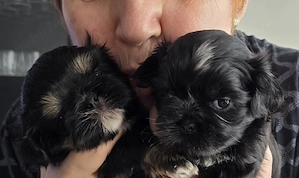 Shihtzu puiuți cu pedigree  - imagine 5