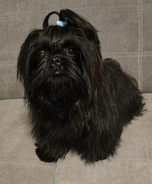 Shihtzu puiuți cu pedigree  - imagine 3