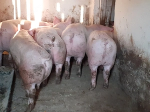 porci 100-300 kg - imagine 5