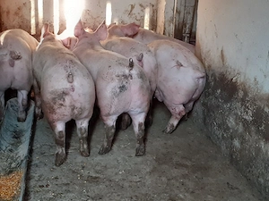 porci 100-300 kg - imagine 7