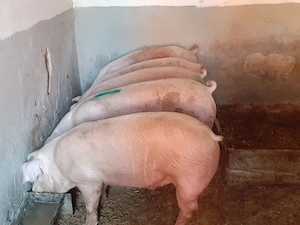porci 100-300 kg - imagine 6