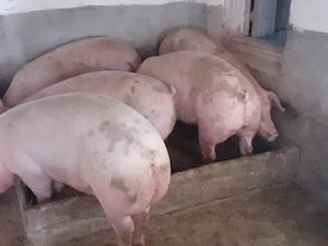 porci 100-300 kg - imagine 3