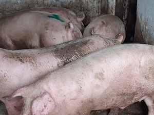porci 100-300 kg - imagine 8